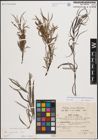 Foto von Salix eleagnos subsp. angustifolia (Cariot) Rech. f.